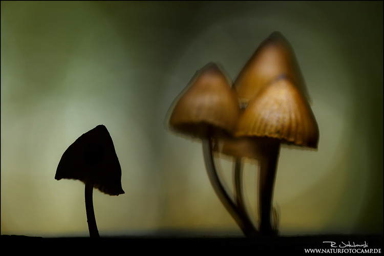 "Dreamy Mushroom", wyróżnienie w kategorii "Vegetal World"; fot. Radomir Jakubowski